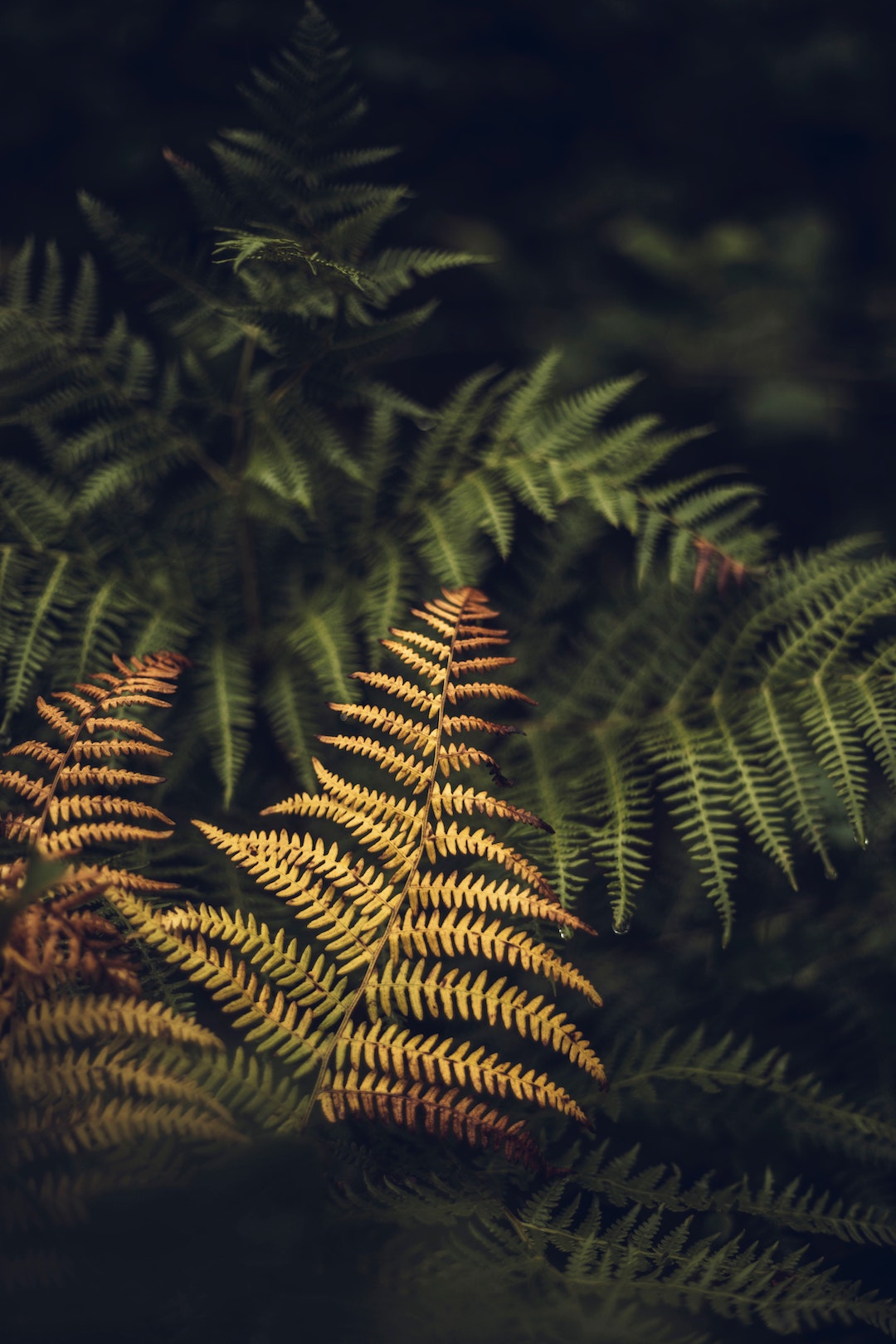 The Benefits of Hawaii Fern