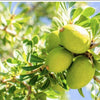 WOO World of Oils: Argan Oil, 100% Organic