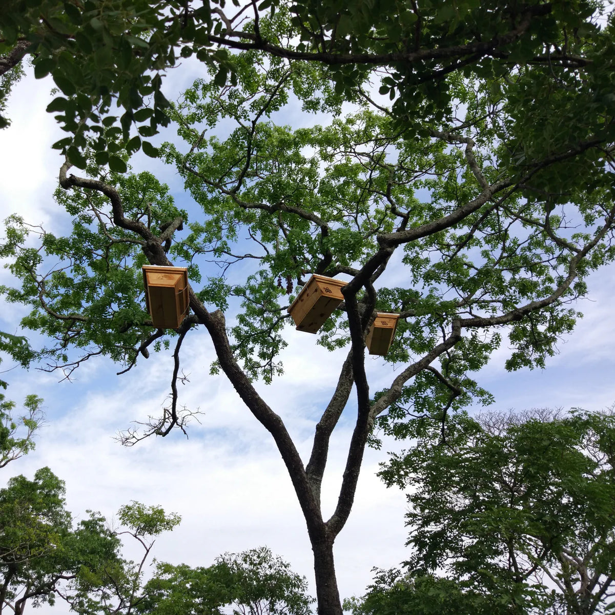 Wooden beehive boxes hanging from a tall tree in a woodland forest with blue sky, showing the natural honey harvesting source for Burlap & Barrel Woodland Honey