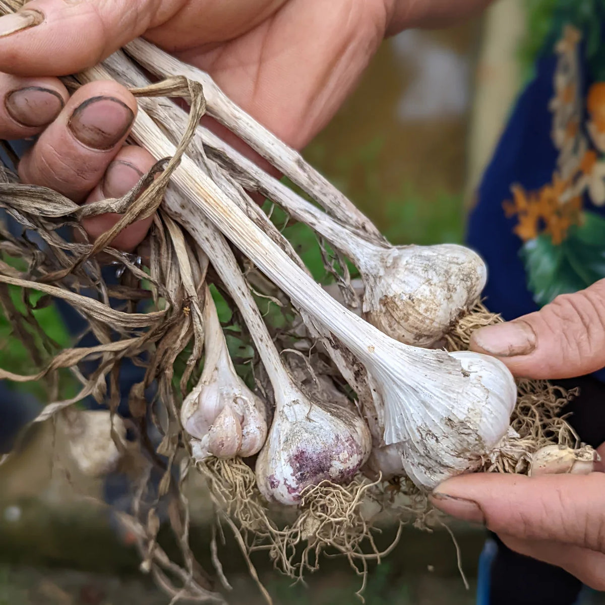 Purple Stripe Garlic