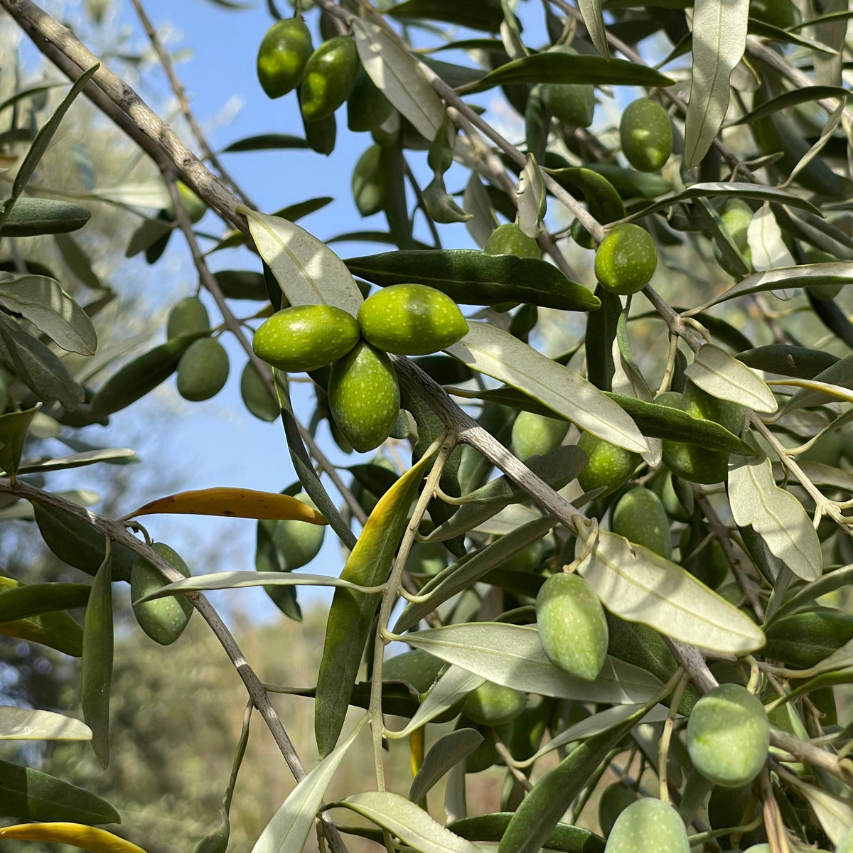 Green olives on an olive tree with a clear blue sky in the background
