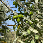 Green olives on an olive tree with a clear blue sky in the background