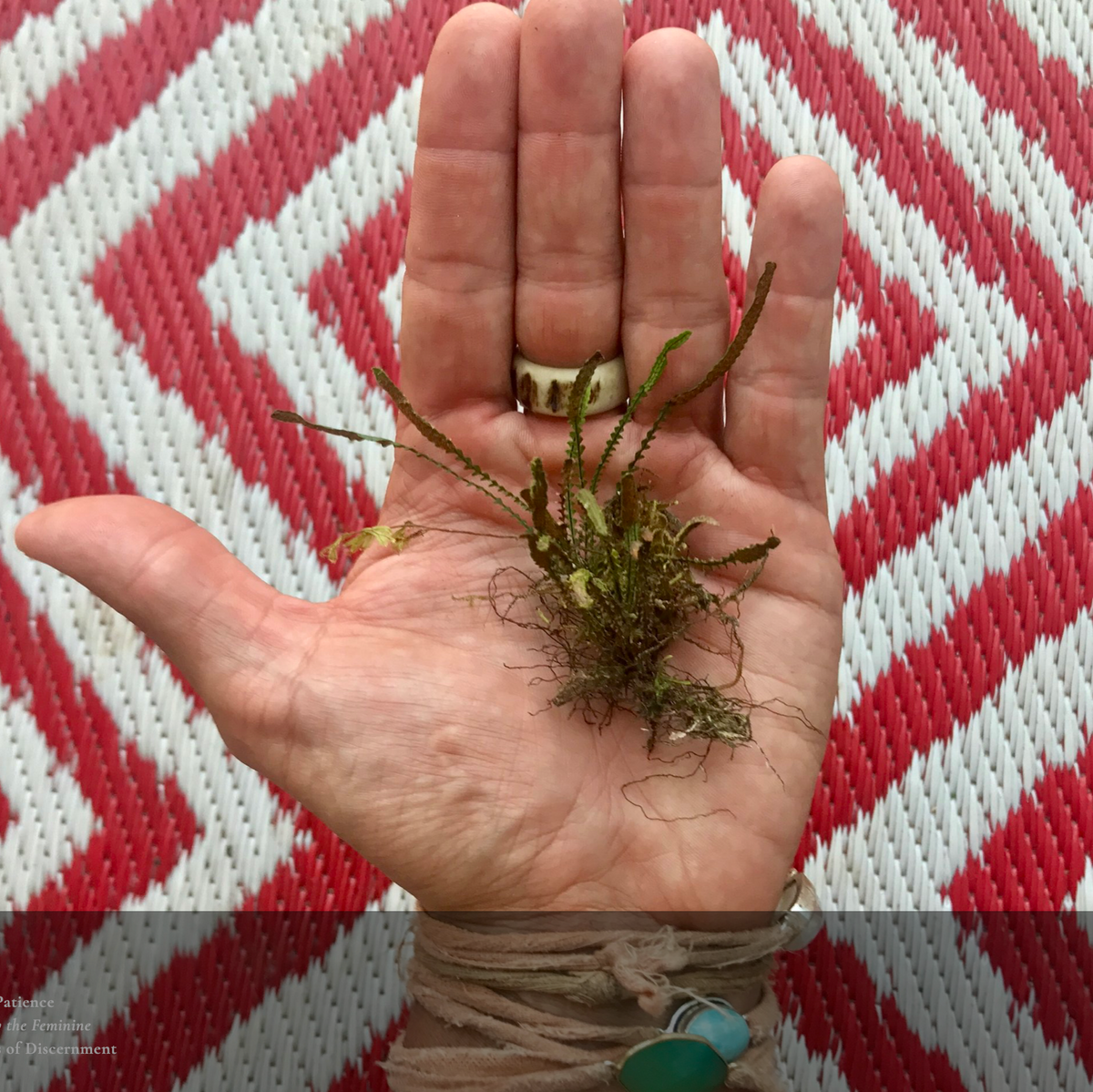 Waikau Fern Edible Hydrosol for Courage