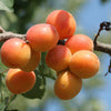 WOO World of Oils: Apricot Oil, 100% Organic