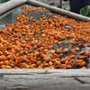 WOO World of Oils: Apricot Oil, 100% Organic