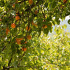 WOO World of Oils: Apricot Oil, 100% Organic