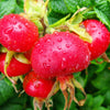 WOO World of Oils: Rosehip Oil, 100% Organic