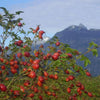 WOO World of Oils: Rosehip Oil, 100% Organic