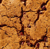 Toto Foods: Cookies