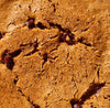 Toto Foods: Cookies