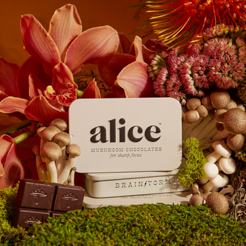 Alice Mushroom Chocolates: Brainstorm for Focus